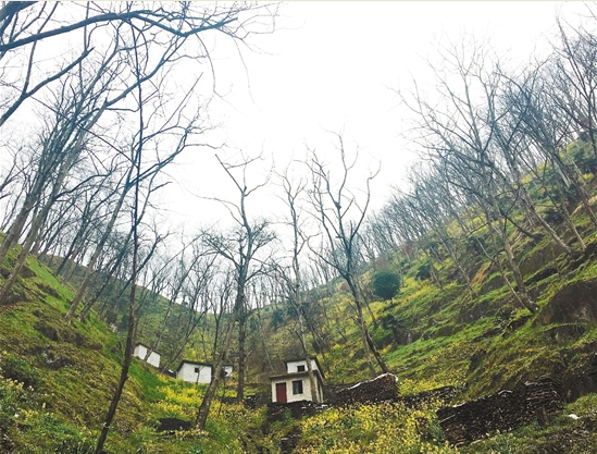 拿什么拯救你，我的山核桃——臨安山核桃產(chǎn)業(yè)調(diào)查（下）