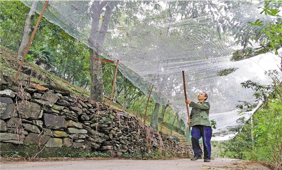 這顆“搖錢樹”怎么了？